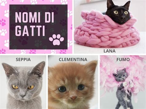 nomi per gatto maschio